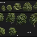 Various Arbor Tree Varieties Featuring European Beech and Cork Maple 3d model