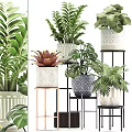 Various Green Potted Plants in Decorative Patterned Pots on Metal Stands