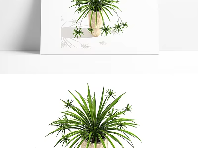 Bonsai Potted Plant With Long Slender Green Leaves In Woven Basket And Small Shoots 3d model