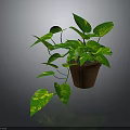 Lush Green Plant With Variegated Leaves And Trailing Vines In Brown Pot