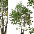 Lush Green Arbor With Dense Foliage And Multiple Branches