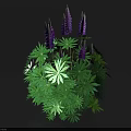 Lush Flowering Plant With Green Palmate Leaves And Purple Blooms Forming Spherical Cluster
