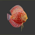 Vibrant Red Discus Fish With White Patterns In Aquarium Water And Reflection 3d model