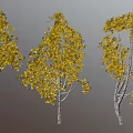 Five Trees with Various Shapes Yellow Leaves and White Trunks Against Gray Background