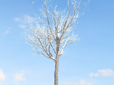 Leafless Tree With Straight Trunk Snow Covered Branches Against Blue Sky And White Clouds 3d model
