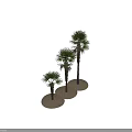 Potted Palm Trees In Various Sizes With Green Fronds And Textured Trunks On White Background