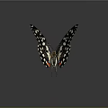 Striking Black And White Butterfly With Spots And Red Blue Wing Accents