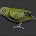 Vibrant Green Parrot with Colorful Feathers Red Eyes and Grey Claws Standing On Black Surface