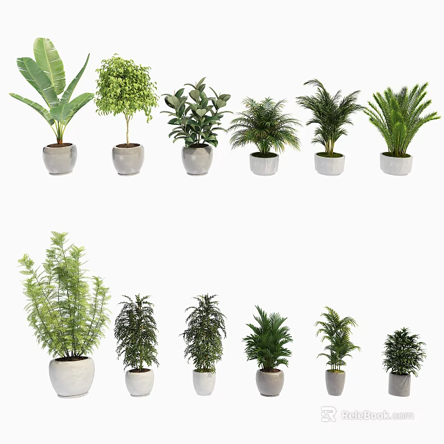 Various Green Potted Plants In White Ceramic Pots For Indoor Decoration 3d model 