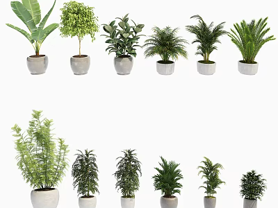 Various Green Potted Plants In White Ceramic Pots For Indoor Decoration 3d model