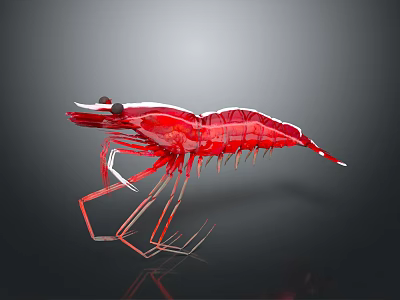 Red Shrimp Aquatic Animal With Detailed Body Structure And Transparent Legs 3d model
