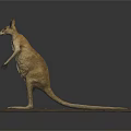Detailed Realistic Kangaroo Model Standing on Gray Platform Against Dark Background 3d model
