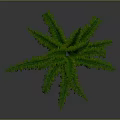 Fern Plant With Green Feathery Leaves And Lush Appearance On Gray Background