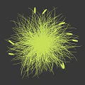 Grass Plant With Slender Leaves And Black Spiky Flower Heads In Clumping Form