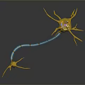 Neurons Nerve cells Nerve endings Human nerves 3d model