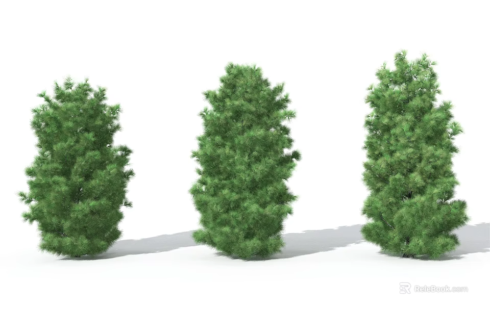 Three Lush Evergreen Arborvitae Trees With Different Shapes For Landscaping 3d model 