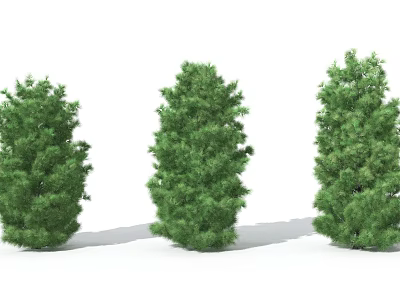 Three Lush Evergreen Arborvitae Trees With Different Shapes For Landscaping 3d model