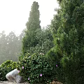 Tall Cypress Trees With Pink Flowers Stone And Lush Green Shrubs
