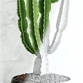 Green Cactus Potted Plants in Brown Ceramic Pots for Indoor Decoration