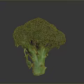 Fresh Green Broccoli Head as Healthy Nutritious Vegetable for Daily Meals