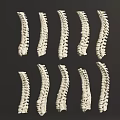 Multiple Human Spine Anatomical Models Arranged on Dark Background Display Medical Education