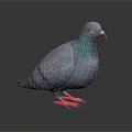 Gray Pigeon With Green Iridescent Neck And Red Feet Standing On Dark Background