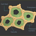 Plant Cell Structure Showing Cell Wall Protoplasm Vacuole And Cytoplasm With Thickened Corners