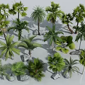 Various Types of Palm Trees with Stones in Natural Arrangement