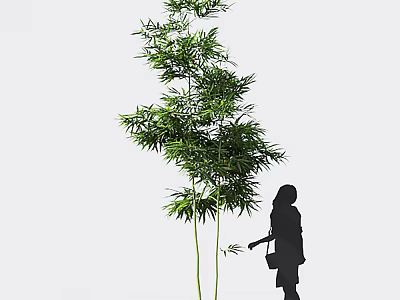 Tall Green Bamboo Plant With Silhouette Of A Person 3d model