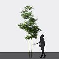 Tall Green Bamboo Plant With Silhouette Of A Person