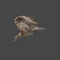 Realistic Hawk With Spread Wings Perched On Branch Against Gray Background 3d model
