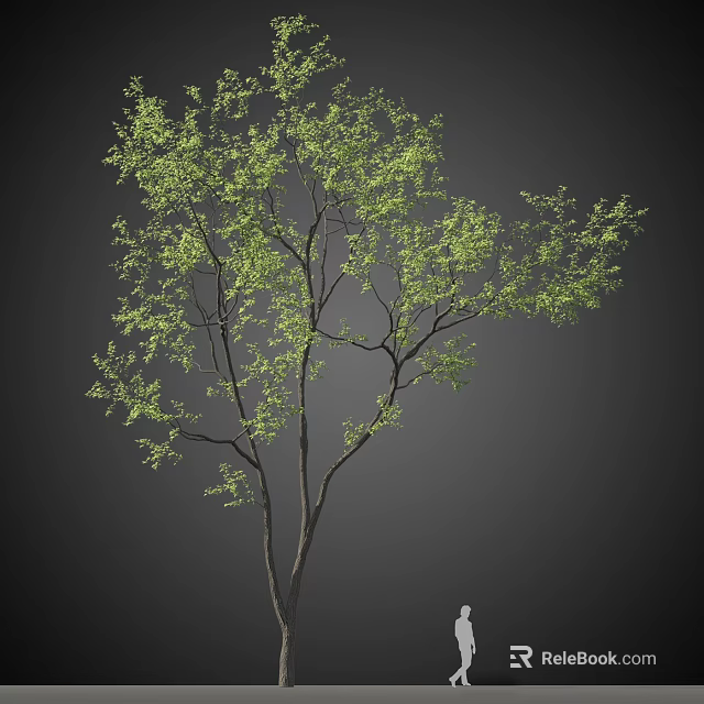 Tall Arbor With Green Leaves And Natural Branch Structure In Dark Background 3d model 