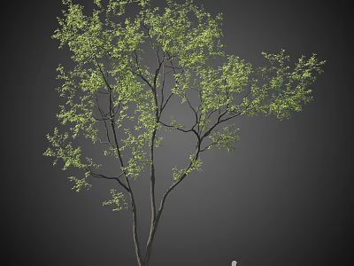 Tall Arbor With Green Leaves And Natural Branch Structure In Dark Background 3d model