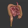Human Intestinal Digestive System 3D Anatomical Model With Small And Large Intestines 3d model