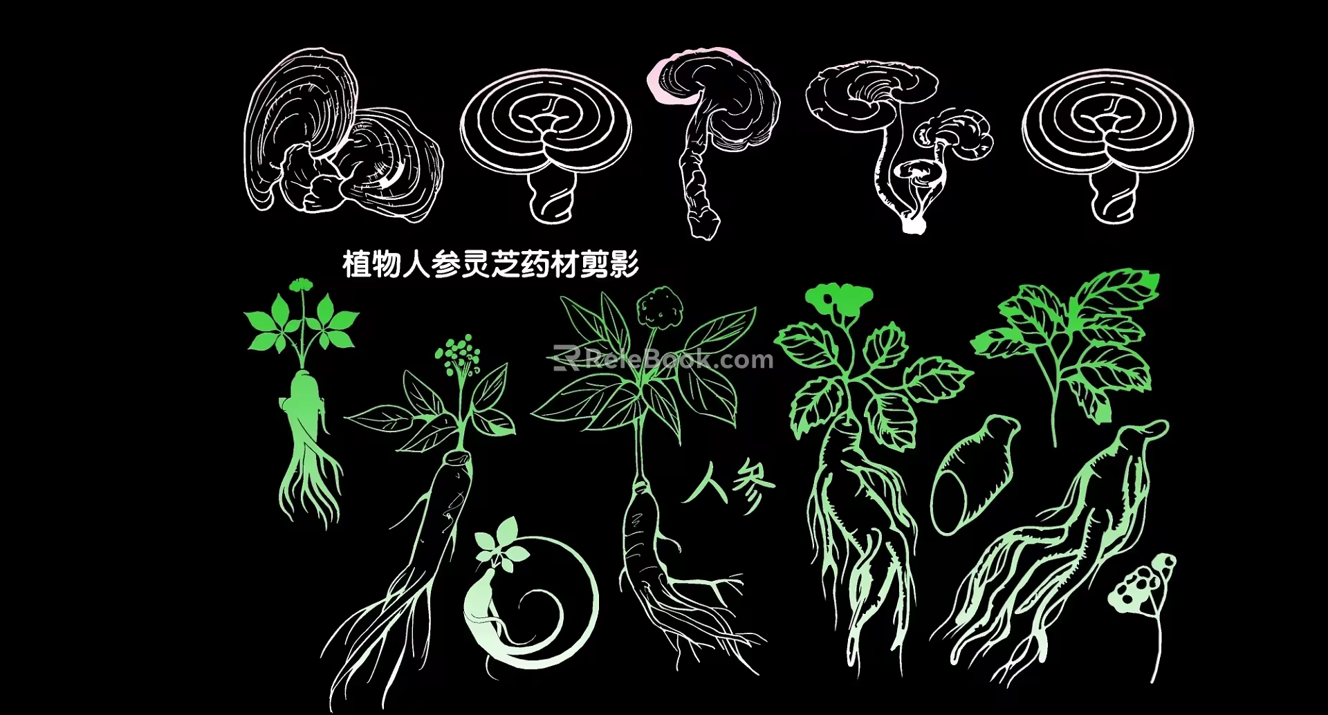 plant ginseng ganoderma lucidum herbs silhouette 3d model