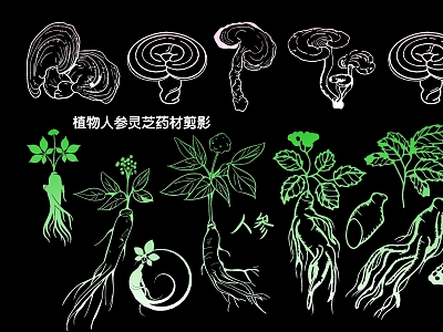 plant ginseng ganoderma lucidum herbs silhouette model