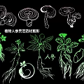 plant ginseng ganoderma lucidum herbs silhouette 3d model