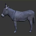 Gray Donkey Standing On Smooth Surface With Reflective Floor And Erect Ears 3d model
