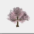Vibrant Pink Blossom Tree With Brown Trunk And Lush Flowering Branches