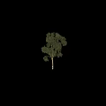 Lush Evergreen Arbor With Straight Trunk And Detailed Hanging Green Leaves