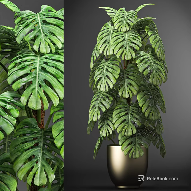 Elegant Monstera Potted Plant With Large Green Leaves In Golden Pot 3d model 
