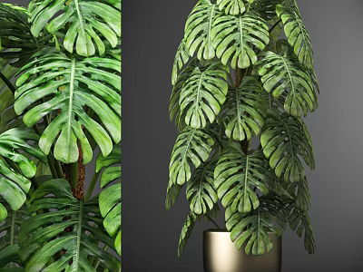 Elegant Monstera Potted Plant With Large Green Leaves In Golden Pot 3d model