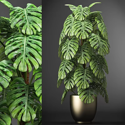 Elegant Monstera Potted Plant With Large Green Leaves In Golden Pot 3d model