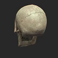 Human Skull Isolated Front View With Detailed Anatomical Structure And Realistic Texture 3d model
