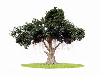 Majestic Arbor Tree With Thick Trunk Dense Foliage And Hanging Aerial Roots On Grass 3d model
