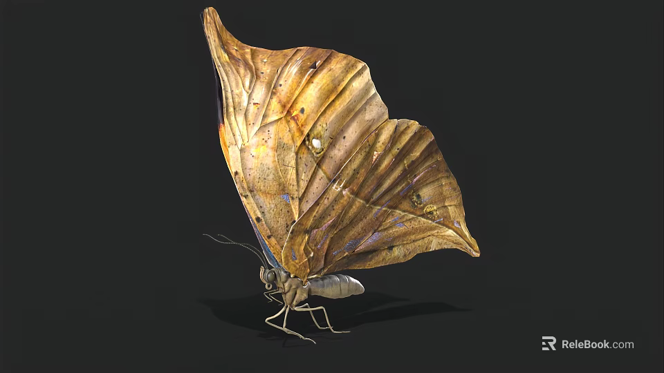 Brown And Yellow Butterfly With Leaf Like Wing Texture And Spread Wings On Black Background 3d model 