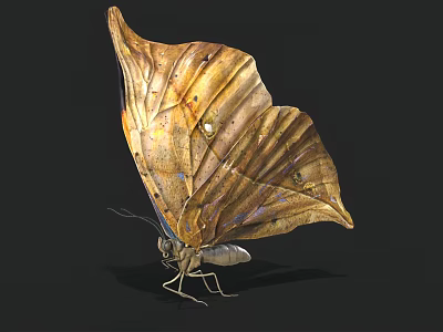 Brown And Yellow Butterfly With Leaf Like Wing Texture And Spread Wings On Black Background 3d model