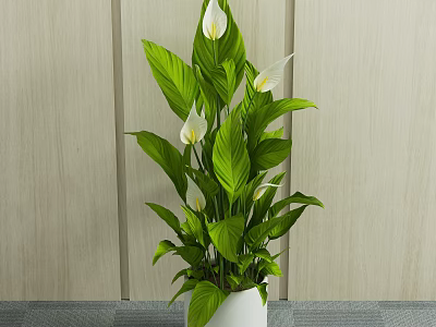 Potted Plant with Green Leaves and White Flowers in White Pot on Gray Surface Against Wooden Background 3d model