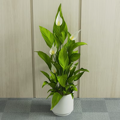 Potted Plant with Green Leaves and White Flowers in White Pot on Gray Surface Against Wooden Background 3d model
