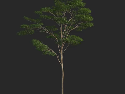 Isolated Arbor With Lush Green Leaves And Slender Trunk On Black Background 3d model